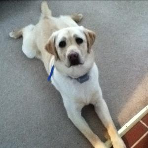 Retriever (Labrador)