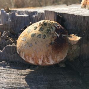 Destructive Pholiota