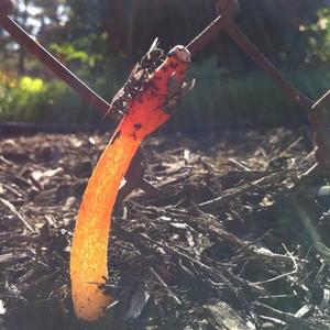 Gemeine Stinkmorchel