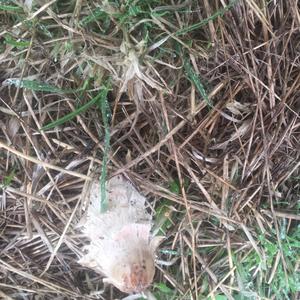 Unknown Species