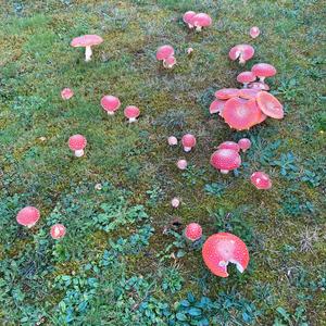 Fliegenpilz