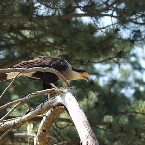 Southern Caracara