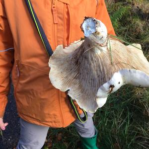 Fleecy Milk Cap