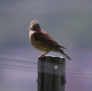 Eurasian Linnet