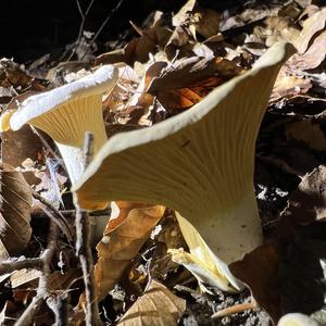 Unknown Species