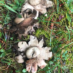 Halskrausen-Erdstern