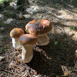 King Bolete
