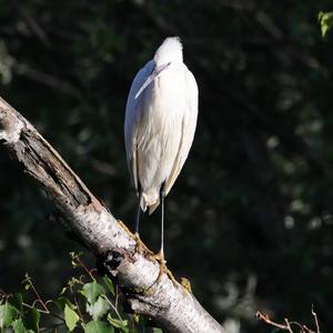 Little Egret
