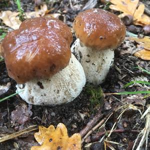 Steinpilz