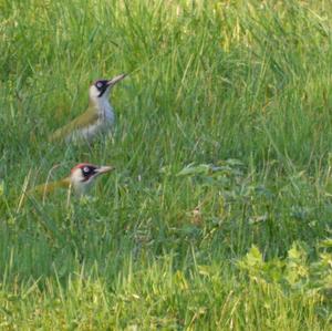 Eurasian Green Woodpecker