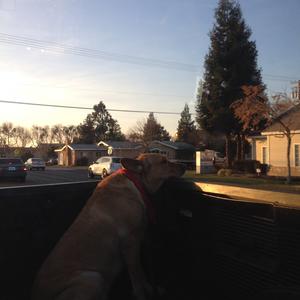 Retriever (Labrador)
