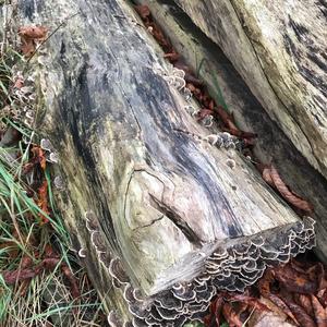 Unknown Species