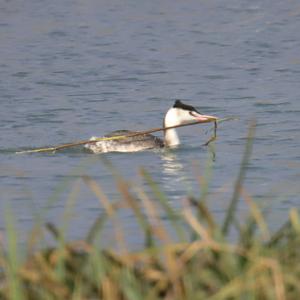 Great Crested Grebe