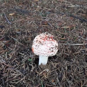 Fly Agaric