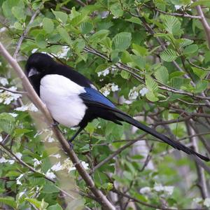 Black-billed Magpie