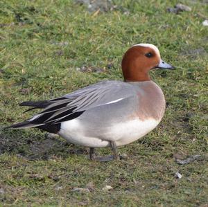 Eurasian Wigeon