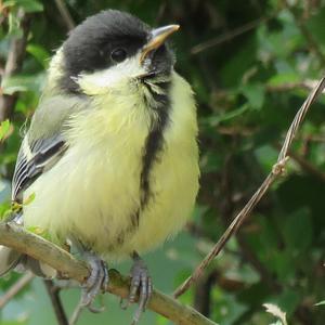 Great Tit