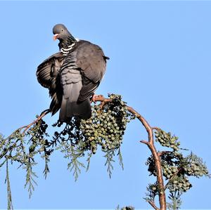 Common Wood-pigeon