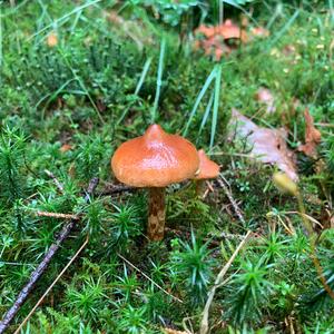 Foxy-orange Web Cap