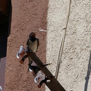 Barn Swallow