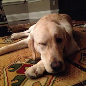 Retriever (Labrador)