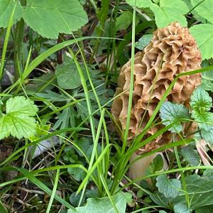 Yellow Morel