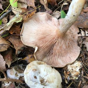 Entoloma sepium