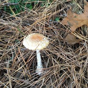 Unknown Species