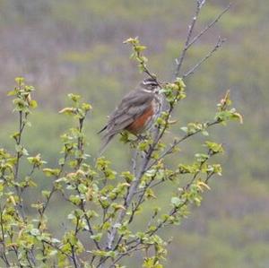 Redwing