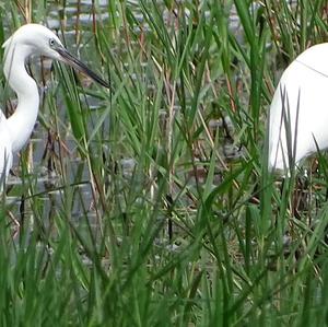 Little Egret