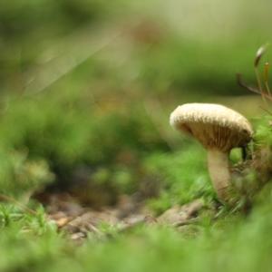 Poison Paxillus