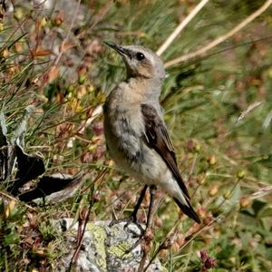 Northern Wheatear