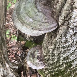 Artist`s Fungus