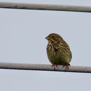 Corn Bunting