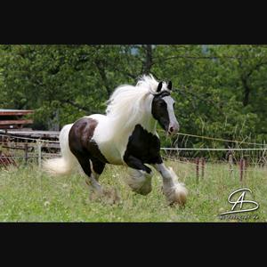 Gypsy Vanner Horse