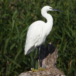 Little Egret