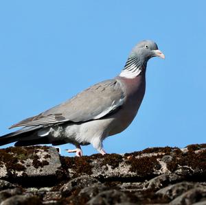 Common Wood-pigeon