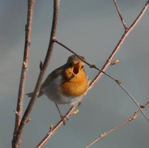 European Robin