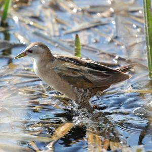 Little Crake
