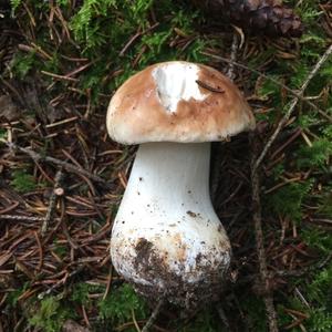 King Bolete