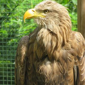 White-tailed Eagle