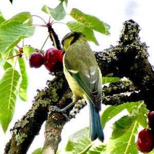 Blue Tit