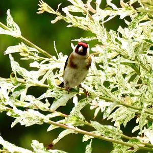 European Goldfinch