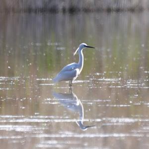 Little Egret