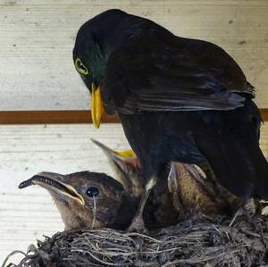Eurasian Blackbird