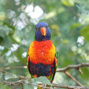 Rainbow Lorikeet