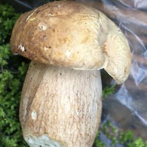 Summer Bolete