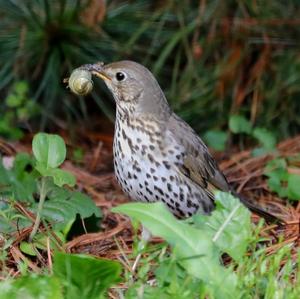 Song Thrush