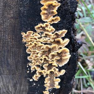 Striegeliger Schichtpilz