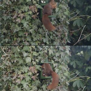 Eurasian Red Squirrel